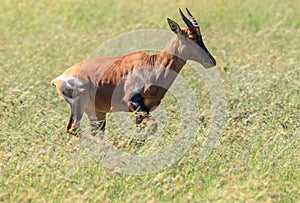 A Topi on the run in the Serengeti