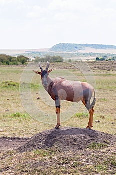 Topi on the savanna