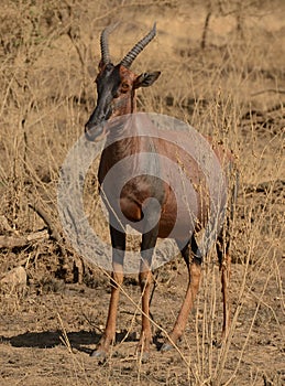 Topi on savanna, Africa