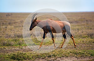 Topi on savanna in Serengeti, Africa