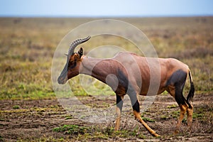 Topi on savanna in Serengeti, Africa