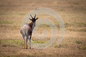 Topi on savannah looking back at camera