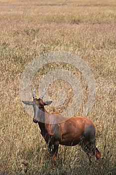 Topi in Serengeti