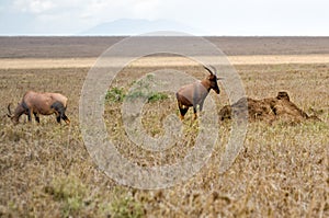 Topi, Serengeti