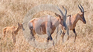 Topi, Serengeti National Park, Tanzania, Africa