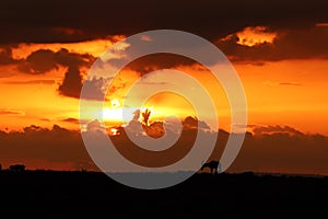 Topi silhouette in the african savannah.