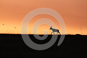 Topi silhouette during sunset in the african savannah.