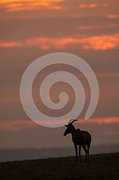 Topi in silhouette at sunset on horizon