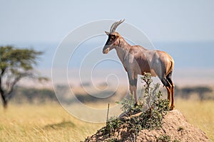 Topi standing on earth mound eyeing camera