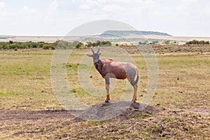 Topi standing on an earth mound in the savanna