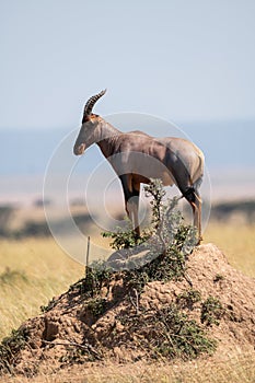 Topi standing on earth mound in savannah