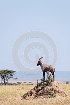 Topi standing on earth mound on savannah