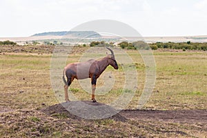 Topi standing on an earth mound in the savannah