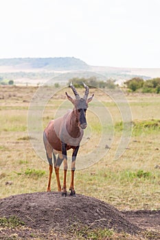 Topi standing in a landscape