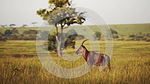 Topi standing in luscious green african savannah landscape surrounded by tall grass grassland, Wildl