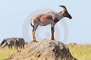 Topi standing on a mound