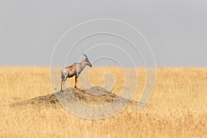 Topi standing on mound in Mara Triangle