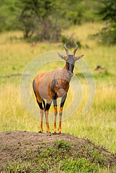 Topi stands on dirt mound eyeing camera