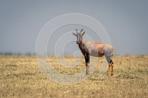 Topi stands in grassy plain watching camera