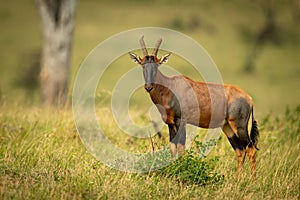 Topi stands in long grass watching camera