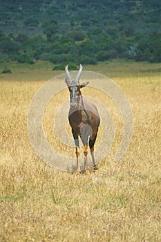 Topi stands on small hillock