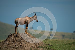 Topi stands on termite mound in profile