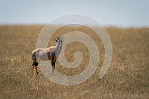 Topi stands watching camera in tall grass