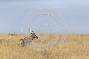 Topi in tall grass at Masai Mara National Park