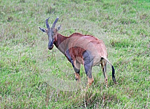 Topi, Topi, Damaliscus lunatus