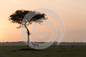 Topi and tree silhouetted at sunset