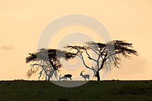 Topi and trees silhouetted at sunset