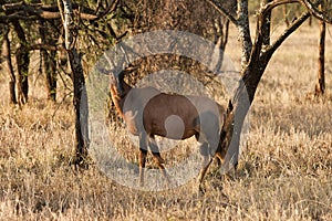 Topi or Tsessebe antelope