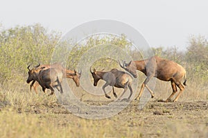 Topi, Tsessebe antelope males fighting