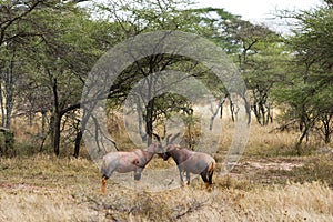 Topi or Tsessebe antelope