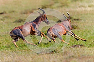 Topi or tsessebe males fighting