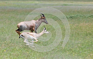 Topi vs grant's gazelle photo