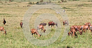 Topi Warthog and Zebra in Africa