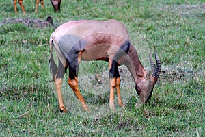 Topi in the wild, Kenya