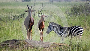 Topi and zebra in The African Savannah