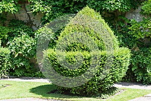 Topiary acorn