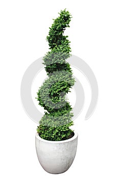 Topiary art on a buxus in a pot cut in a spiral photo