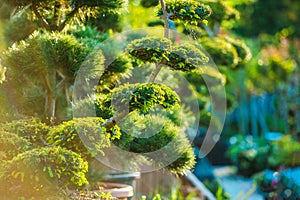 Topiary Art Garden Plants