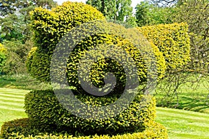 Topiary Bird in English Garden