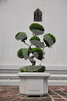 Topiary bonsai tree in a large white planter