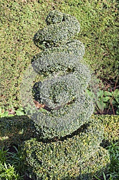 Topiary boxwood privet shrub pruned into a spiral shape