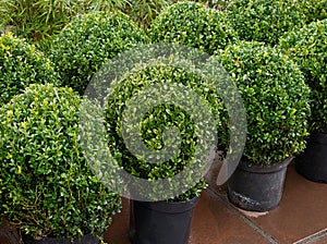 Topiary bushes