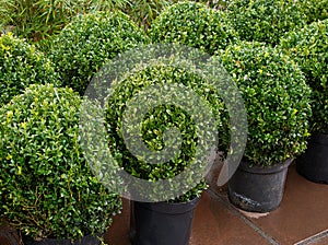 Topiary bushes photo