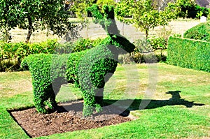 Topiary Deer from an English Garden