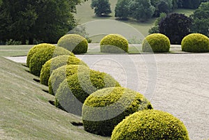 Topiary in an English Country garden.