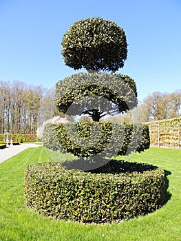 Topiary figure from a stubby holly. Regular park